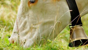 20 endroits Animaux d'élevage Bruit Campagne Cloches d'église Patrimoine sensoriel Vache