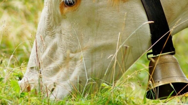 L’éleveur qui fait le buzz avec sa vache à cloche : « Personne d’autre ne s’est plaint » 20 endroits Animaux d'élevage Bruit Campagne Cloches d'église Patrimoine sensoriel Vache