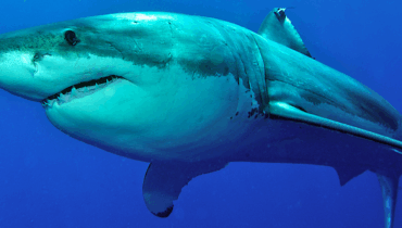 Créatures géantes États-Unis Fossiles Paléontologie Préhistoire Requins