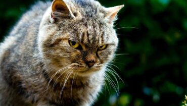 Animaux domestiques Chats sauvages Écosystème Faune Île bretonne Protection Animale