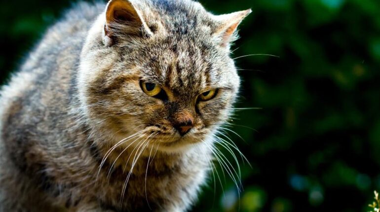 « C’est un désastre ! » : comment 90 chats sauvages ont pris le contrôle d’une île bretonne de 160 habitants Animaux domestiques Chats sauvages Écosystème Faune Île bretonne Protection Animale