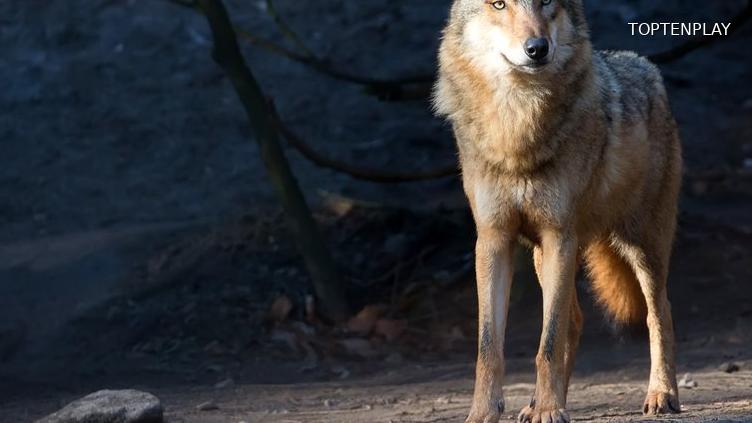 Image d'illustration © TopTenPlay