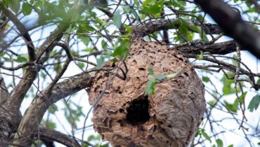 Accident mortel allergie Avantages en nature danger Frelon asiatique insectes mutants