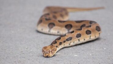 Animaux venimeux danger Indépendance Ministère de la Santé Morsure de serpent Serpents Vipère de Russell