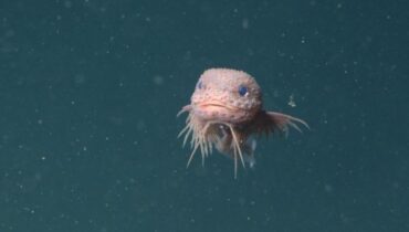 biodiversité Californie Nouvelle espèce Océan Poissons abyssaux Recherche scientifique