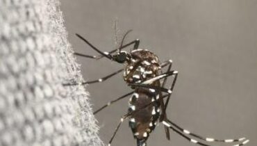 accusent la France Alerte sanitaire Antibes Chikungunya Moustique tigre Santé Publique