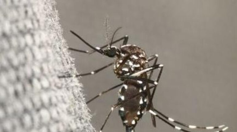 « Un foyer sans précédent en France » : 11 000 habitants d’Antibes reçoivent ce SMS d’alerte inédit accusent la France Alerte sanitaire Antibes Chikungunya Moustique tigre Santé Publique