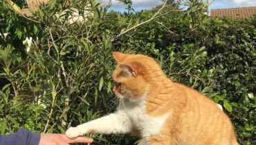 Abandon Animaux armes blanches faits divers Hérault justice violence