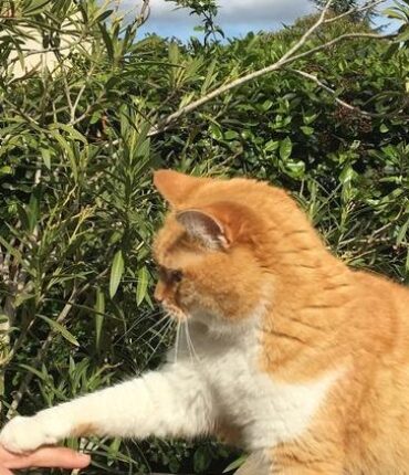 Hérault : 22 armes saisies chez l&rsquo;homme qui a abattu un chat d&rsquo;une balle dans le cou