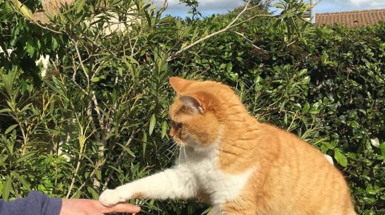 Hérault : 22 armes saisies chez l’homme qui a abattu un chat d’une balle dans le cou Abandon Animaux armes blanches faits divers Hérault justice violence
