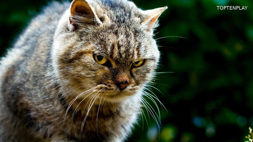 Image d'illustration © TopTenPlay