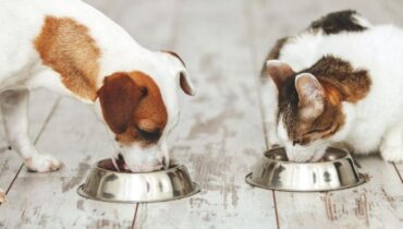 biodiversité changement climatique. consommation viande Danger faune environnement impact écologique les animaux de compagnie