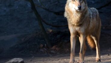 Abandon d'enfant Animaux sauvages Attaque animale chien-loup faits divers Grèce