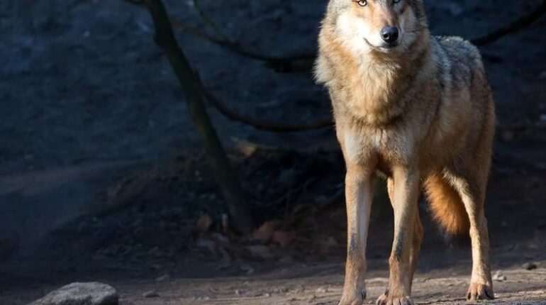 Abandon d'enfant Animaux sauvages Attaque animale chien-loup faits divers Grèce