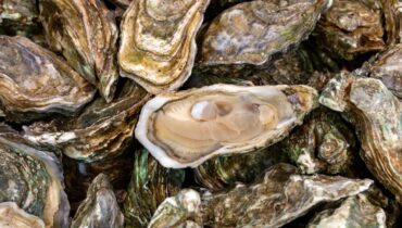 alimentation Bactéries Boissons énergisantes huîtres Risques sanitaires Vibrio vulnificus