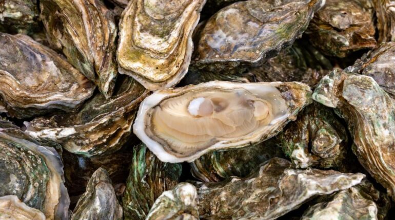 alimentation Bactéries Boissons énergisantes huîtres Risques sanitaires Vibrio vulnificus