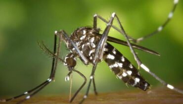 ARS Ceyreste Chikungunya Démoustication épidémie Provence Roquevaire