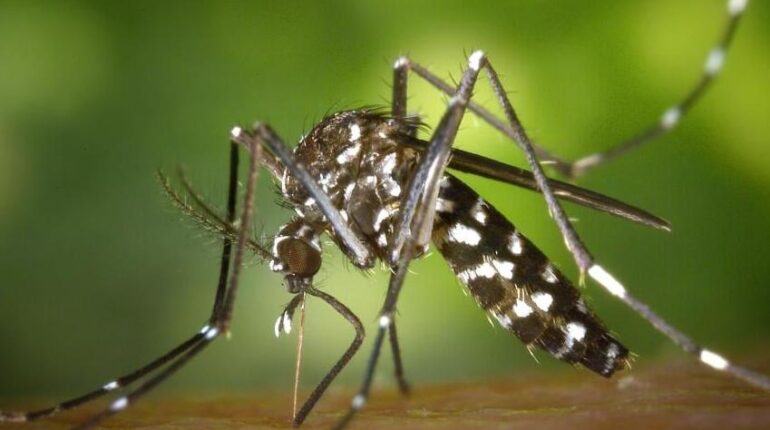 ARS Ceyreste Chikungunya Démoustication épidémie Provence Roquevaire