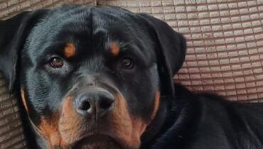 Une mère sacrifie ses deux bras pour sauver sa fille de 12 ans de leur rottweiler