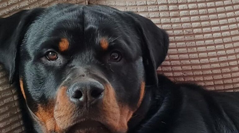 Une mère sacrifie ses deux bras pour sauver sa fille de 12 ans de leur rottweiler Abandon Animaux accusent la France Actualités animales chiens faits divers premiers secours Rottweiler