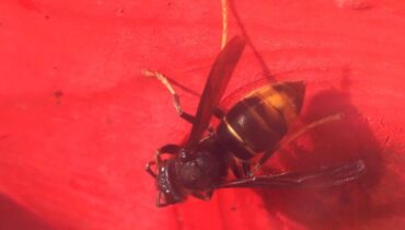 Accident maritime alimentation variee Décès Frelon asiatique Piqûres d'insectes Sainte-Maxime