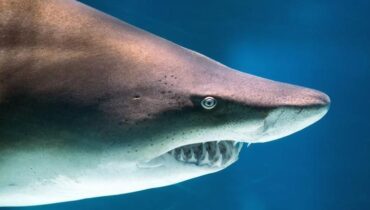 Attaque animale faits divers Faits Divers Australie Requins Surfing Sydney