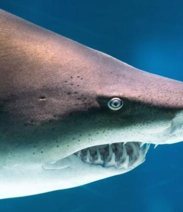 À 57 ans et père de famille, il surfait avec ses amis : ce qui s’est passé dans l’eau à Sydney