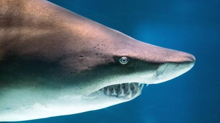 Attaque animale faits divers Faits Divers Australie Requins Surfing Sydney