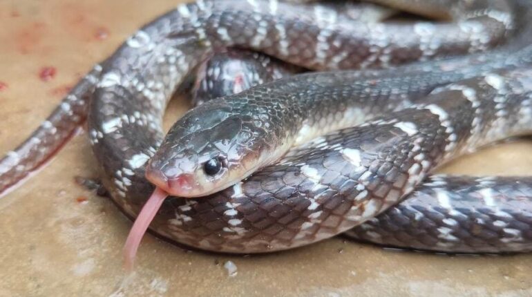 Accident mortel allaité trois enfants danger drame Indemnités Morsure de serpent