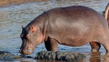 Accident fluvial Côte d'Ivoire Danger faune Hippopotame navigation privée Sauvetage