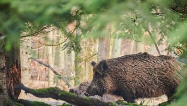 accident Accidents de chasse allaité trois enfants contrôles de sécurité faits divers glandes odorantes