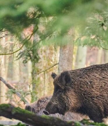 Dans les Landes, cette assistante maternelle a eu quelques minutes pour sauver trois enfants : « Je venais de les déplacer quand… »