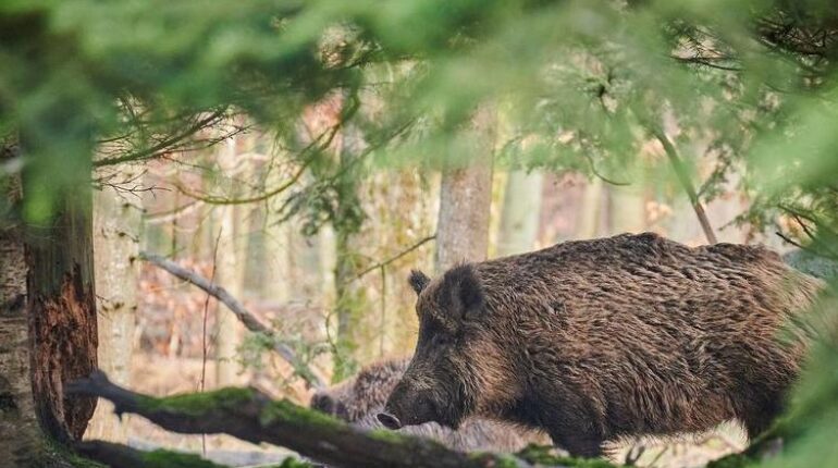 Dans les Landes, cette assistante maternelle a eu quelques minutes pour sauver trois enfants : « Je venais de les déplacer quand… » accident Accidents de chasse allaité trois enfants contrôles de sécurité faits divers glandes odorantes