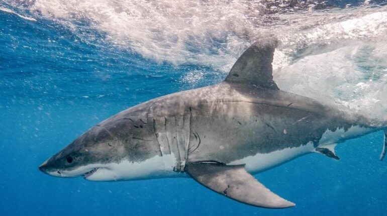 Accident mortel Ce coiffeur australien danger Requins Surfeur Sydney