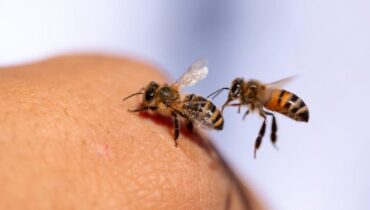 Apithérapie Guérison Maladie de Lyme Mélittine Ministère de la Santé recherche médicale Venin d'abeille