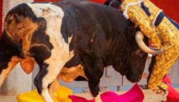 Blessure Corrida Espagne Madrid Tauromachie Torero