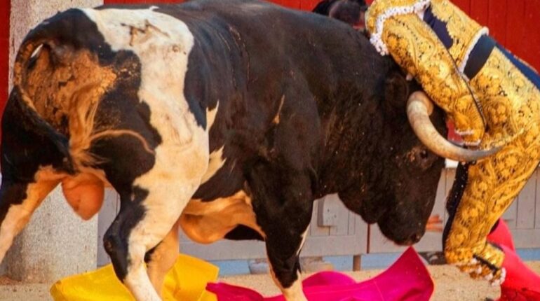 Madrid : ce qui s’est passé quand Serafin Marin, 42 ans, a affronté le taureau Blessure Corrida Espagne Madrid Tauromachie Torero