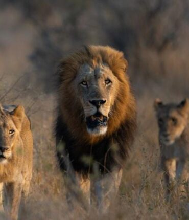 Ils venaient pour les rhinocéros, c&rsquo;est un groupe de lions qui les a surpris