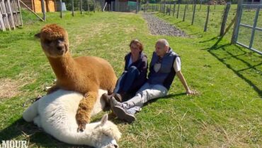 Alpagas Animaux d'élevage L'Amour est dans le pré les stars de téléréalité Rendez-vous galant