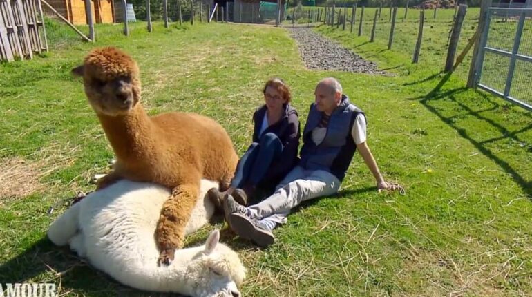 Géraldine organise un tête-à-tête avec ses prétendants… pendant l’accouplement de ses alpagas Alpagas Animaux d'élevage L'Amour est dans le pré les stars de téléréalité Rendez-vous galant