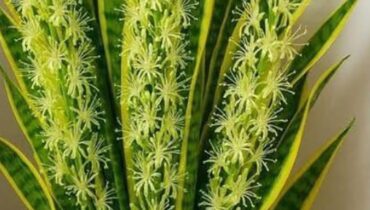 Chambre Feng Shui Hygiène de sommeil NASA Plantes dépolluantes Sansevieria