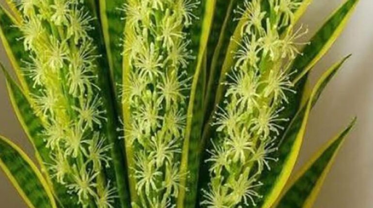 Voici pourquoi la NASA recommande cette plante dans votre chambre depuis 1989 Chambre Feng Shui Hygiène de sommeil NASA Plantes dépolluantes Sansevieria