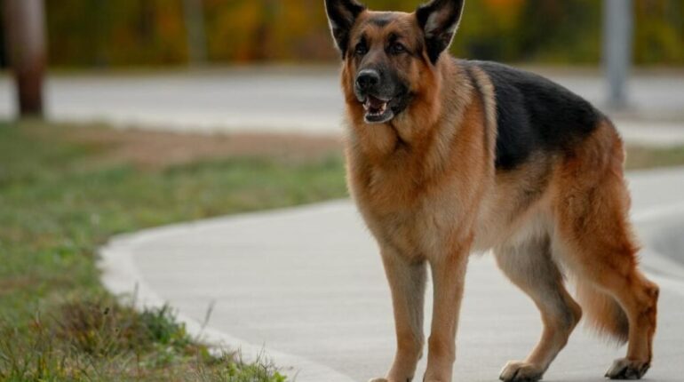 Après 10 ans d’absence, Rex fait son grand retour à Vienne pour 6 nouveaux épisodes Autriche chien flic Nouveautés Rex Série policière Série Télévisée Vienne