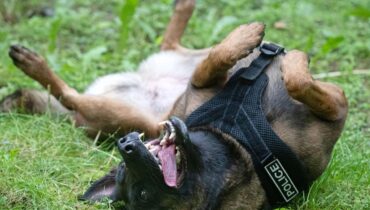 Abandon Animaux Avantages en nature Chien policier Enfants disparus Indiana Sauvetage