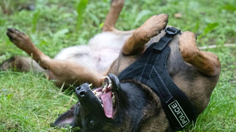 Abandon Animaux Avantages en nature Chien policier Enfants disparus Indiana Sauvetage