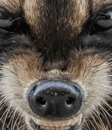 « Je ne pensais pas que c&rsquo;était aussi méchant » : la révélation sur cette invasion qui frappe la France