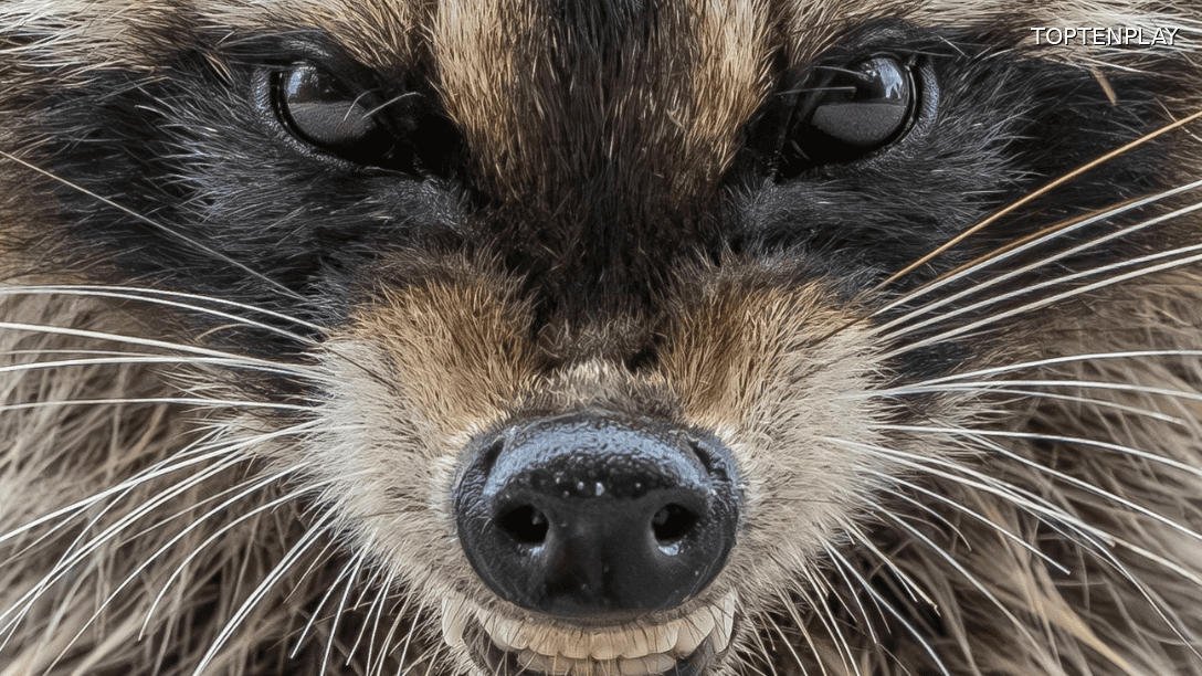 Image d'illustration © TopTenPlay