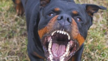 Abandon Animaux faits divers Géorgie injustice Mort d'enfant Rottweilers