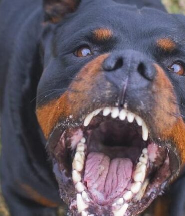 Le détail troublant que la police n&rsquo;arrive pas à expliquer dans la mort du petit Kaimir