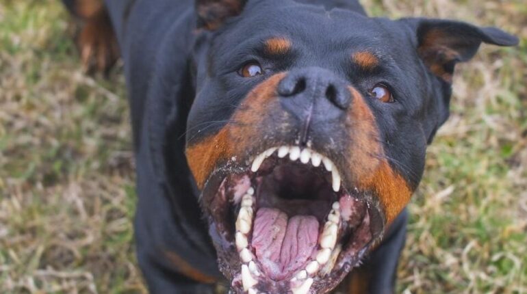 Abandon Animaux faits divers Géorgie injustice Mort d'enfant Rottweilers